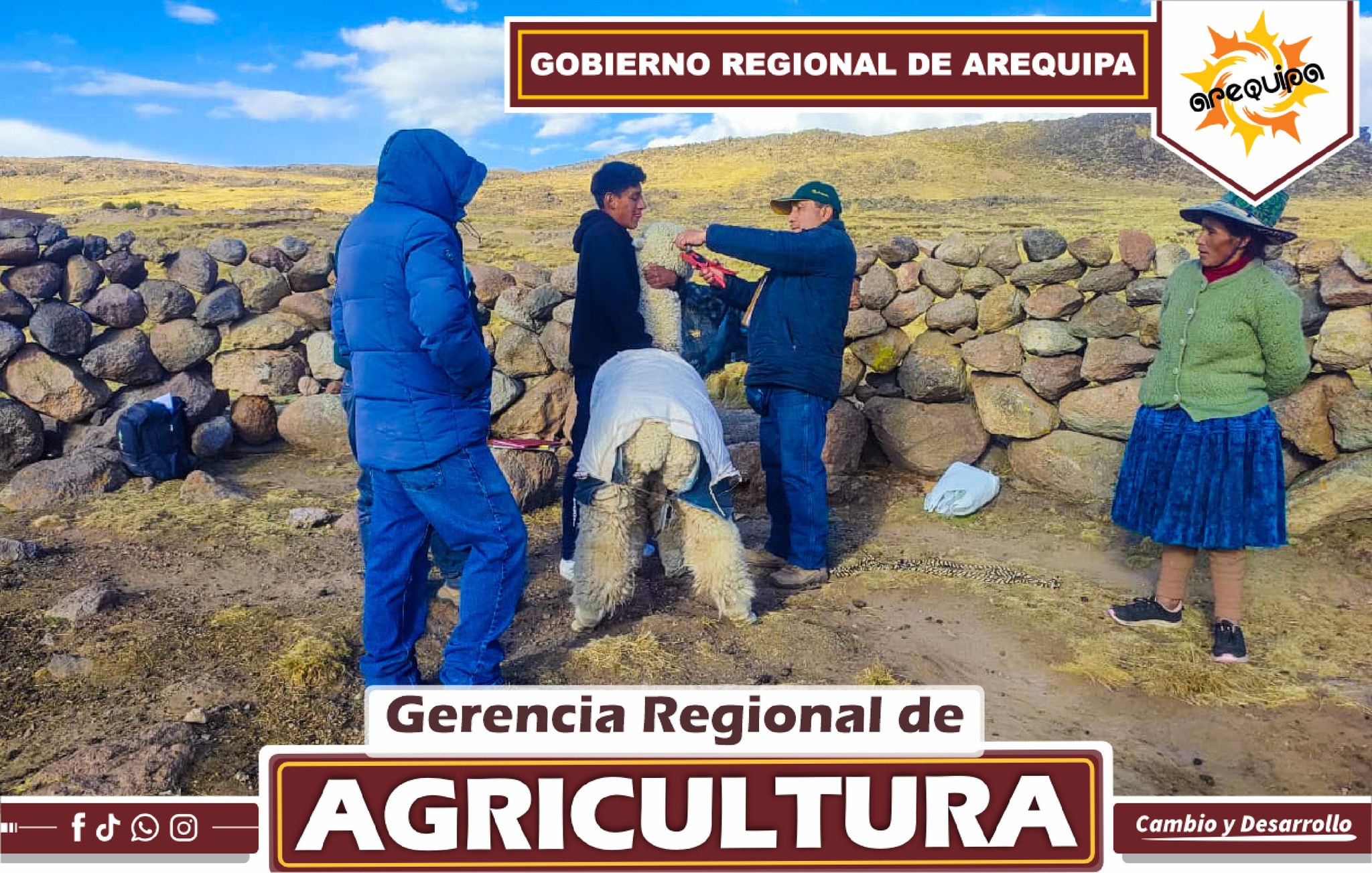 GOBIERNO REGIONAL DE AREQUIPA PROMUEVE GENÉTICA DE ÉLITE EN CAMÉLIDOS SUDAMERICANOS
