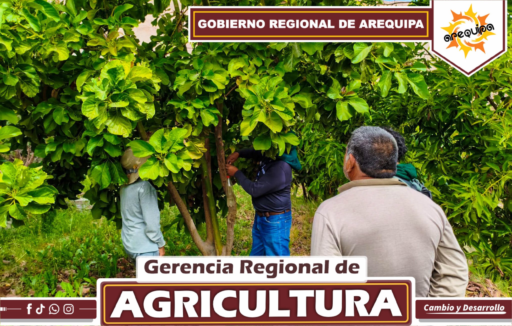 COMITÉ DE CONTROL DE LA MOSCA DE LA FRUTA REFUERZA ACCIONES EN EL ANEXO DE PACHANA