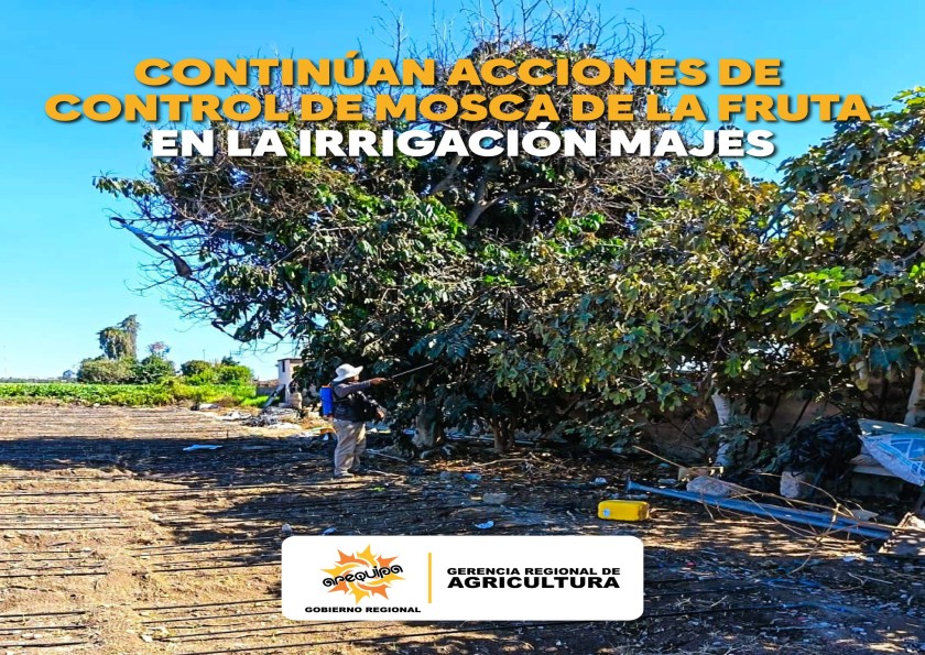 CONTINÚAN ACCIONES DE CONTROL DE MOSCA DE LA FRUTA EN LA IRRIGACIÓN MAJES 🪰