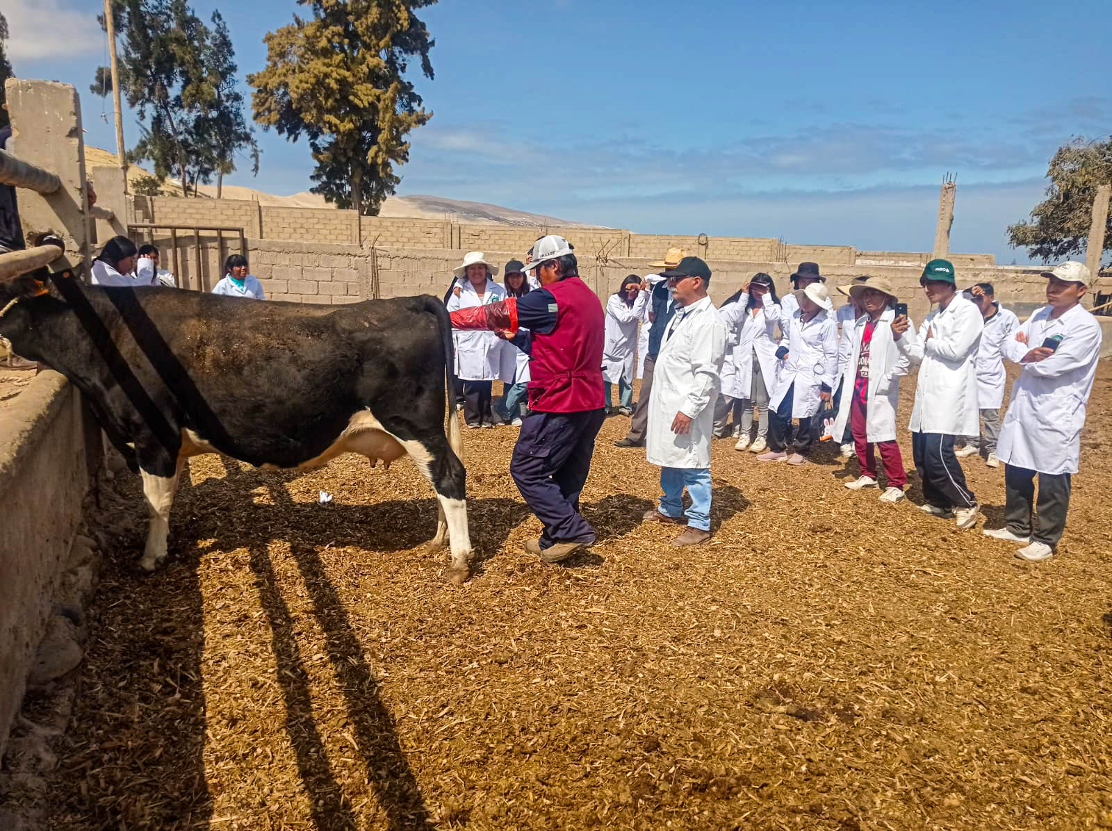 estudiantes inseminacion artificial camana2