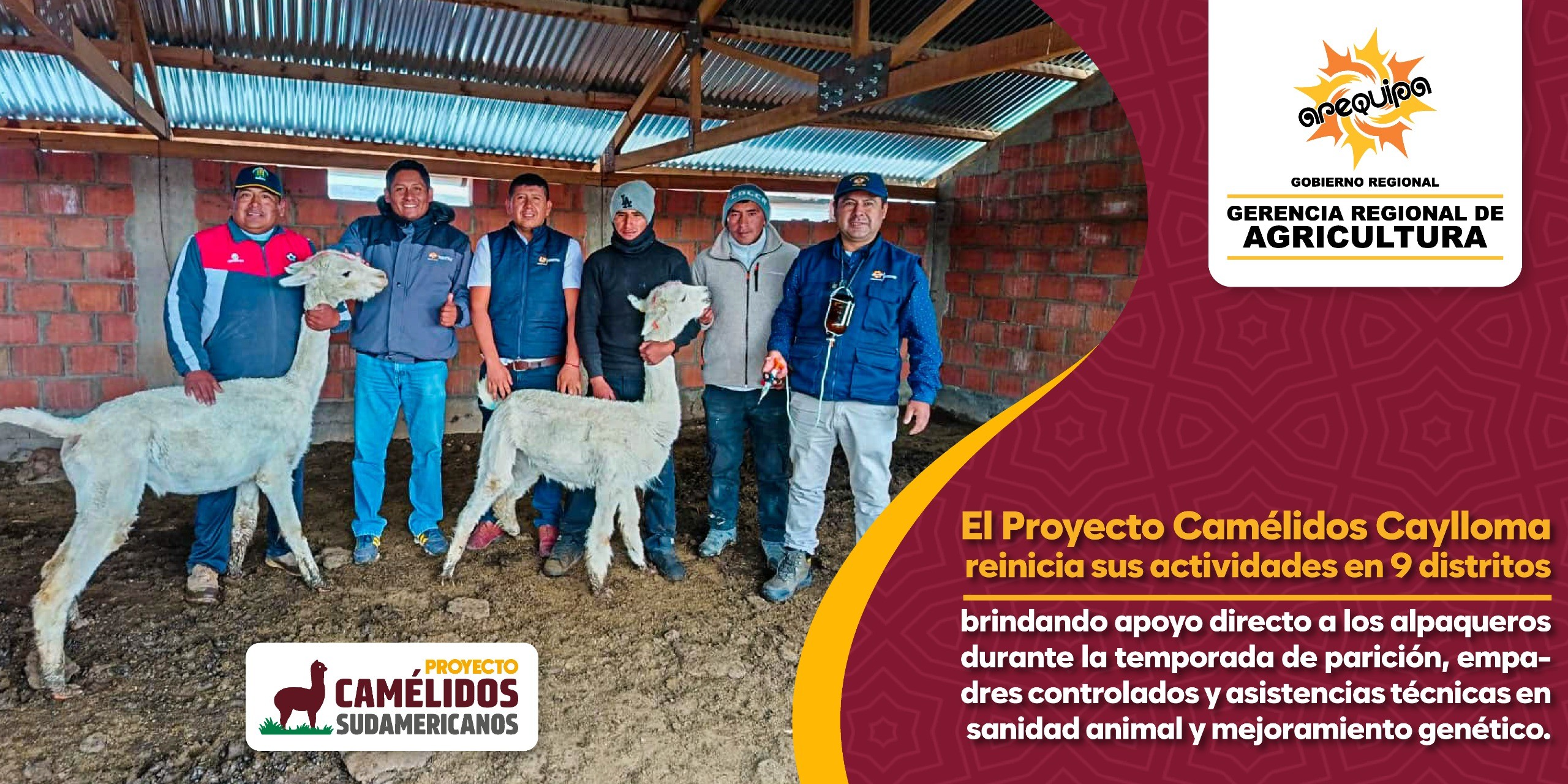 El Proyecto Camélido Caylloma reinicia sus actividades en 9 distritos