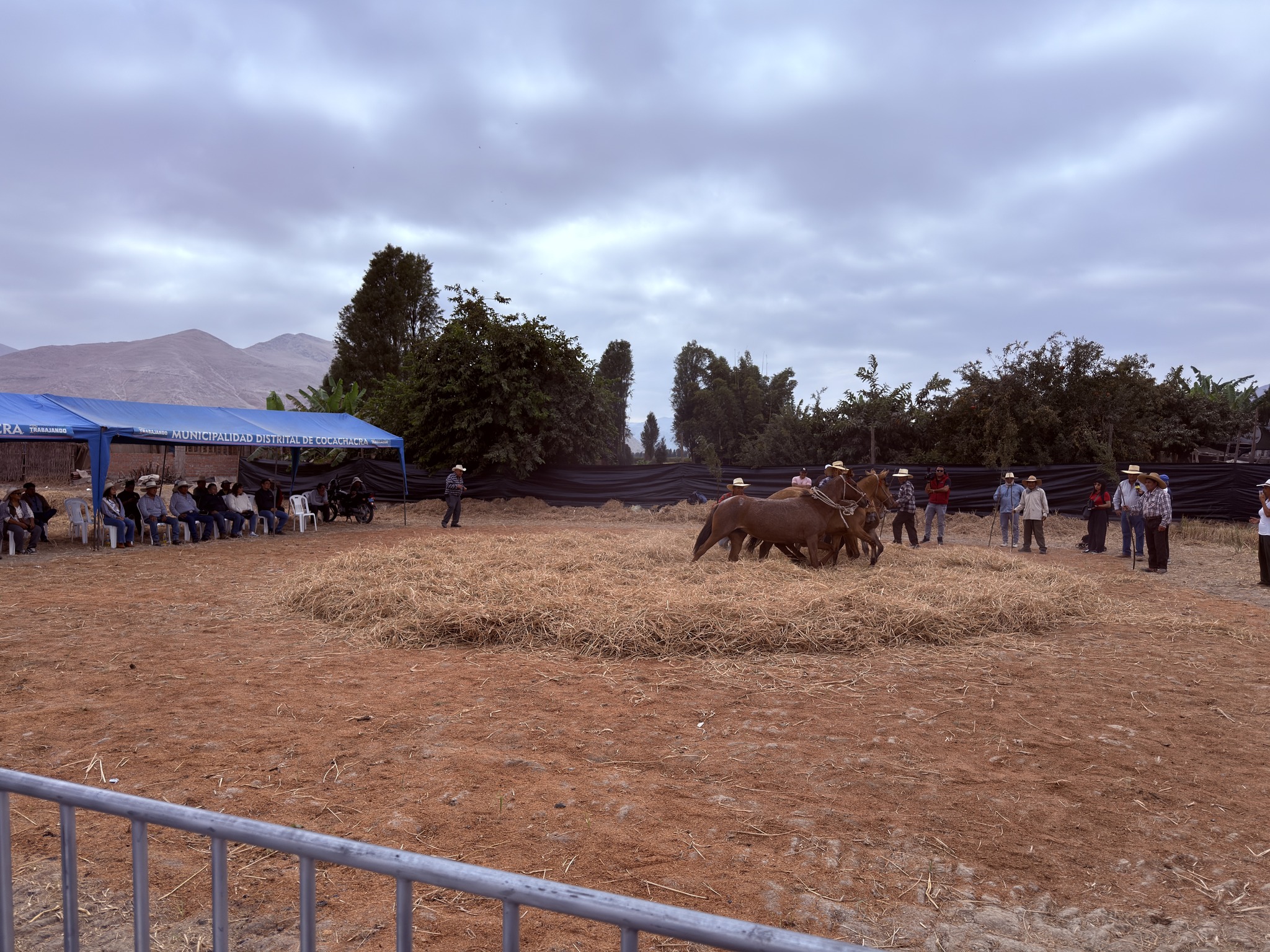 festival cosecha arroz 20264