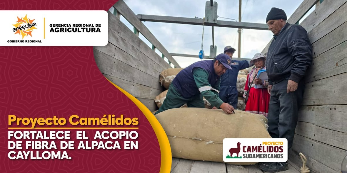 PROYECTO CAMÉLIDOS FORTALECE EL ACOPIO DE FIBRA DE ALPACA EN CAYLLOMA