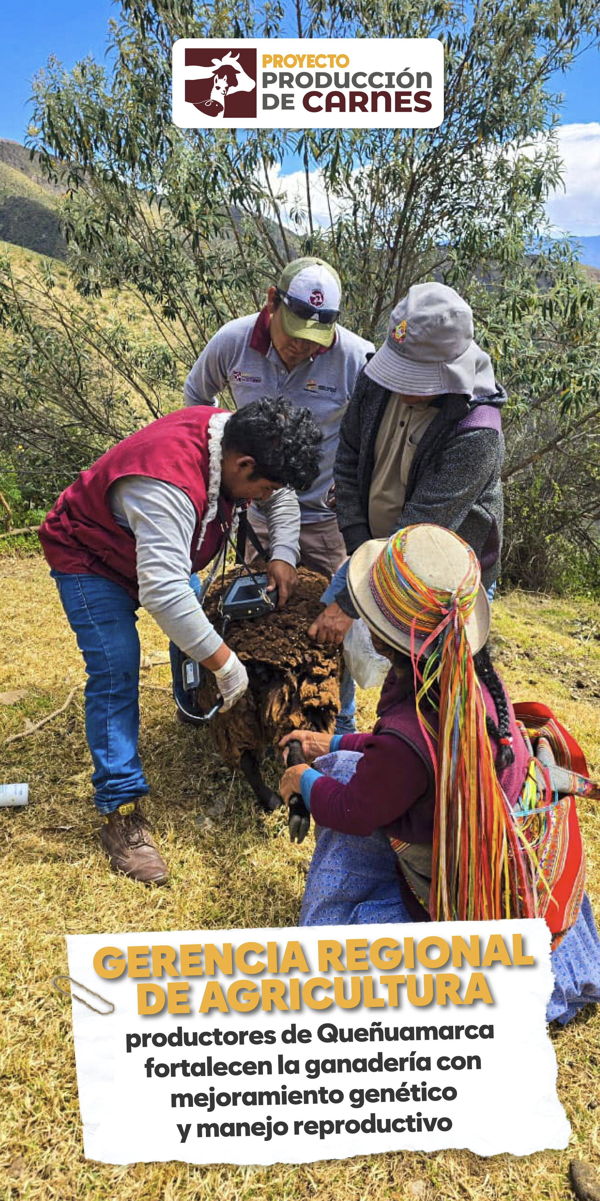 PRODUCTORES DE QUEÑUAMARCA FORTALECEN LA GANADERÍA CON MEJORAMIENTO GENÉTICO Y MANEJO REPRODUCTIVO 