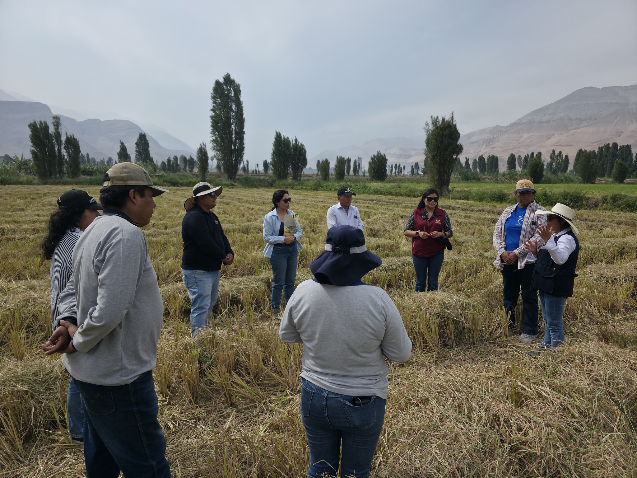 proyecto arroz castilla supervision3